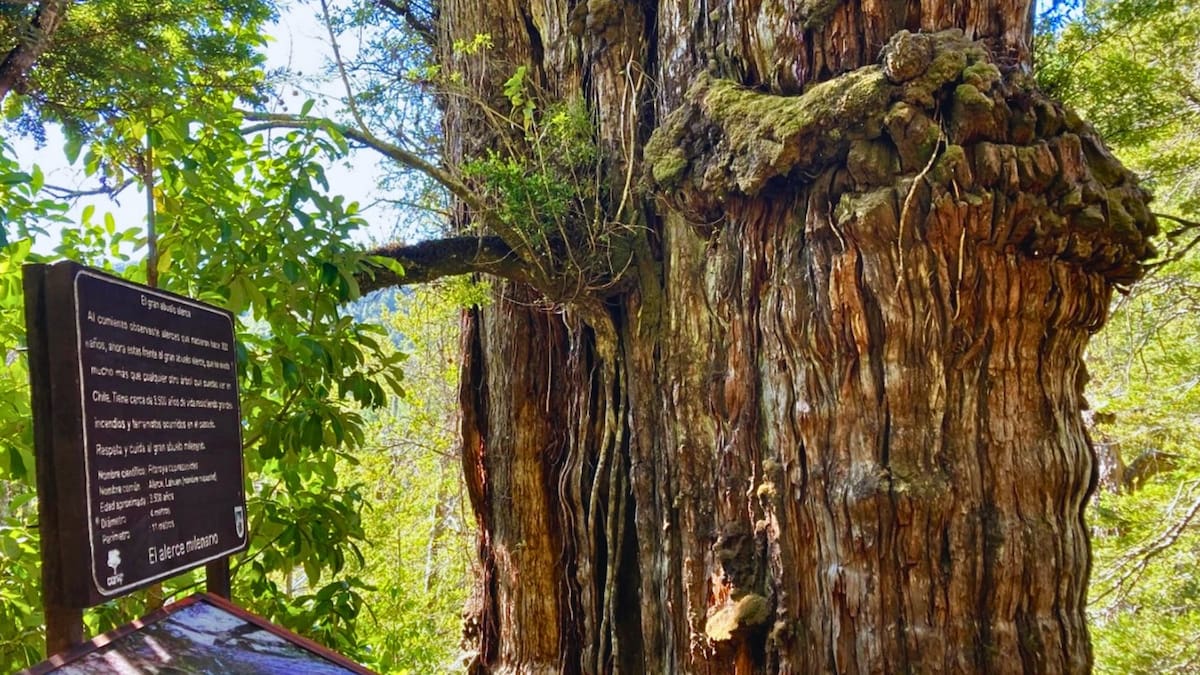El parque poco conocido en la Región de Los Ríos que esconde copihues y un árbol milenario