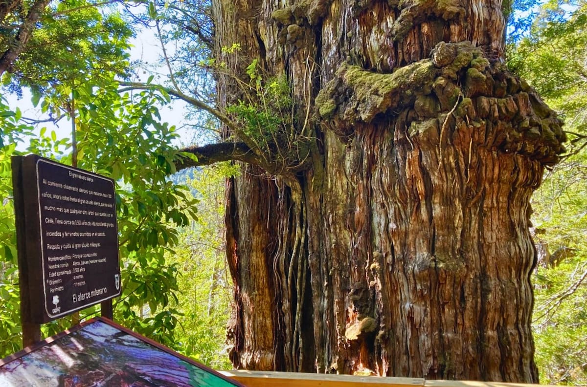 El parque poco conocido en la Región de Los Ríos que esconde copihues y un árbol milenario