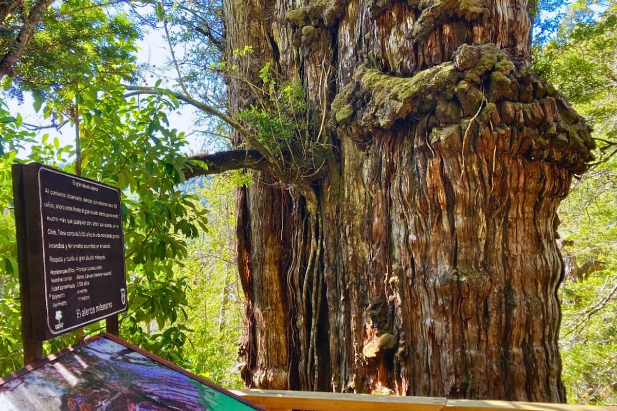Panorama natural que permite conocer un árbol milenario. Foto: Pases Parques.