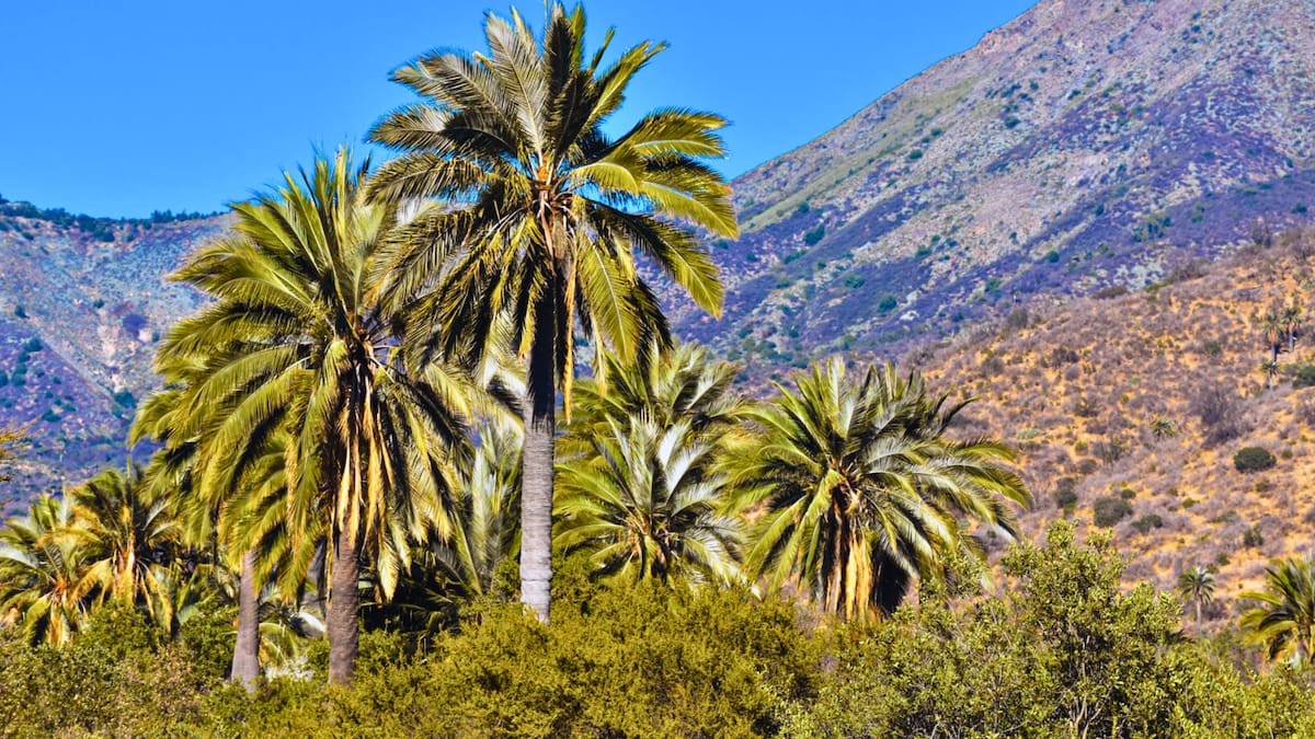 Panorama para el fin de semana largo: El pulmón verde cerca de Santiago que es perfecto para escapar en un día feriado