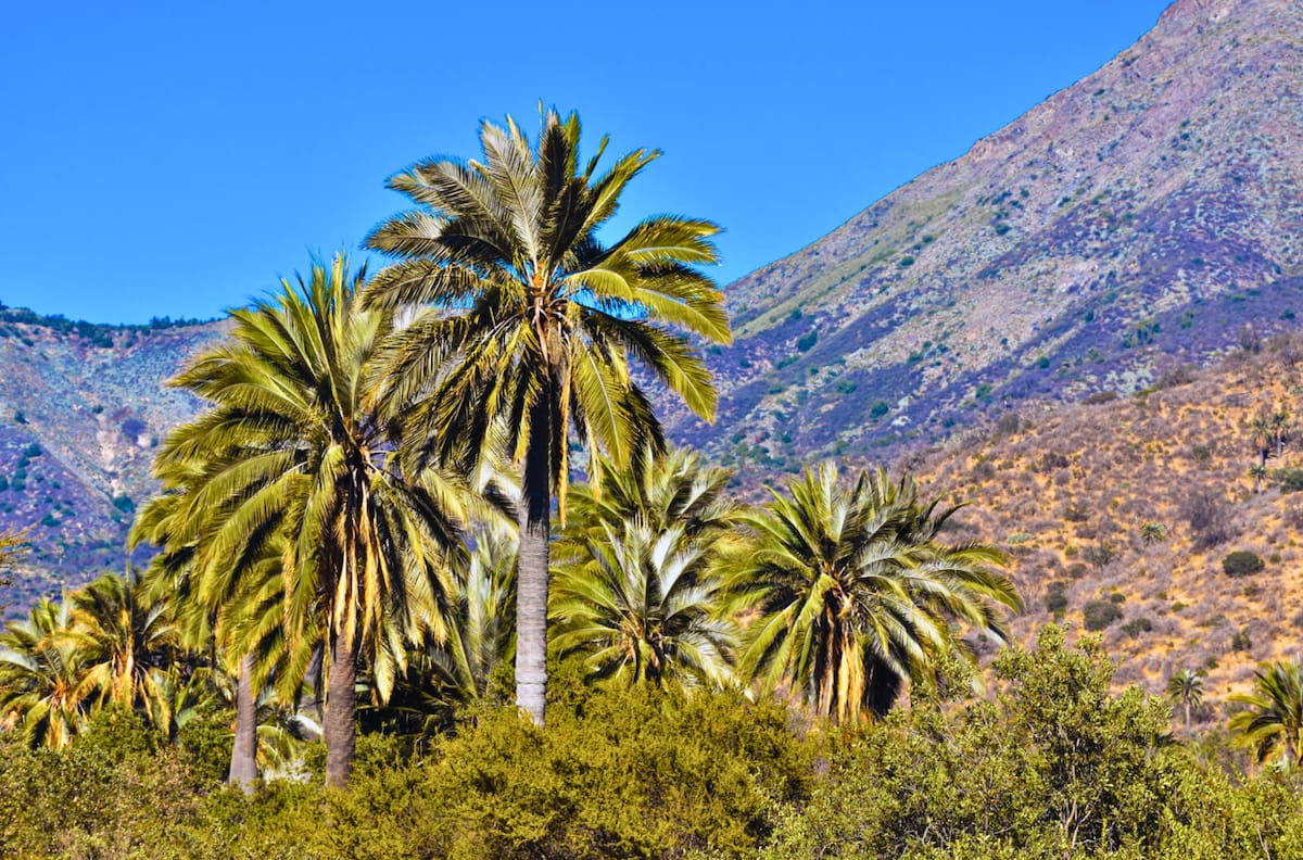 Panorama para el fin de semana largo: El pulmón verde cerca de Santiago que es perfecto para escapar en un día feriado