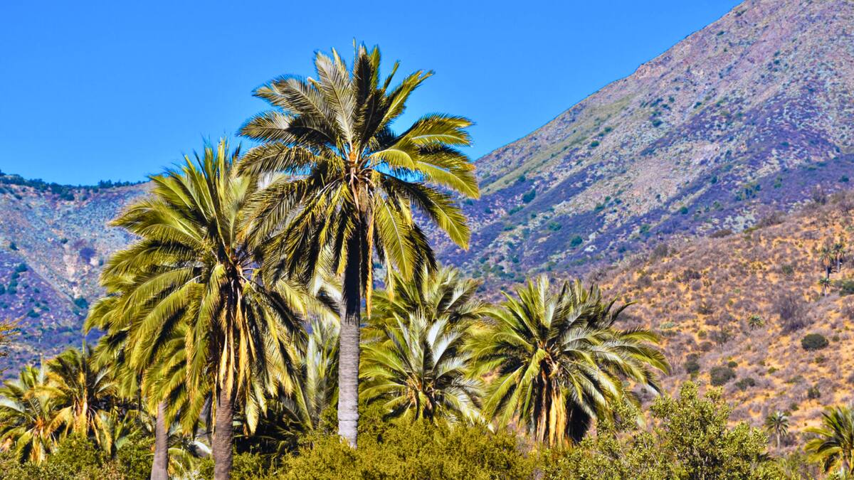 A una hora de Santiago: uno de los mejores parques para visitar este primer fin de semana de otoño