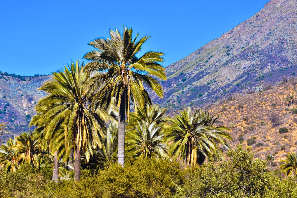 El panorama natural que llama a ser visitado este primer fin de semana de otoño. Créditos: Conaf.