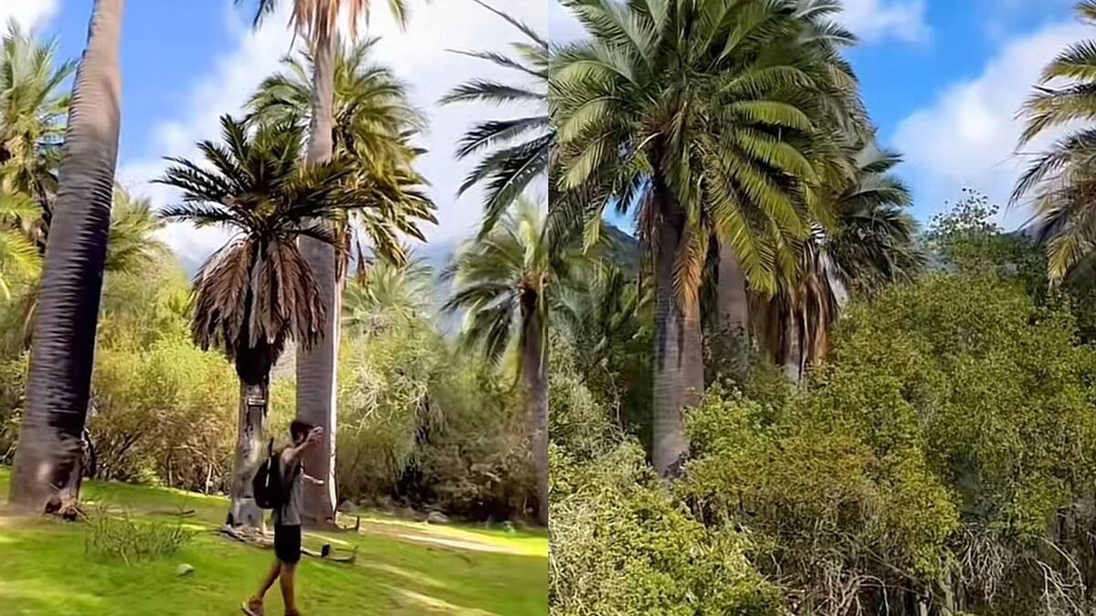 Parque Nacional La Campana: Conoce el lugar ideal para los amantes del trekking