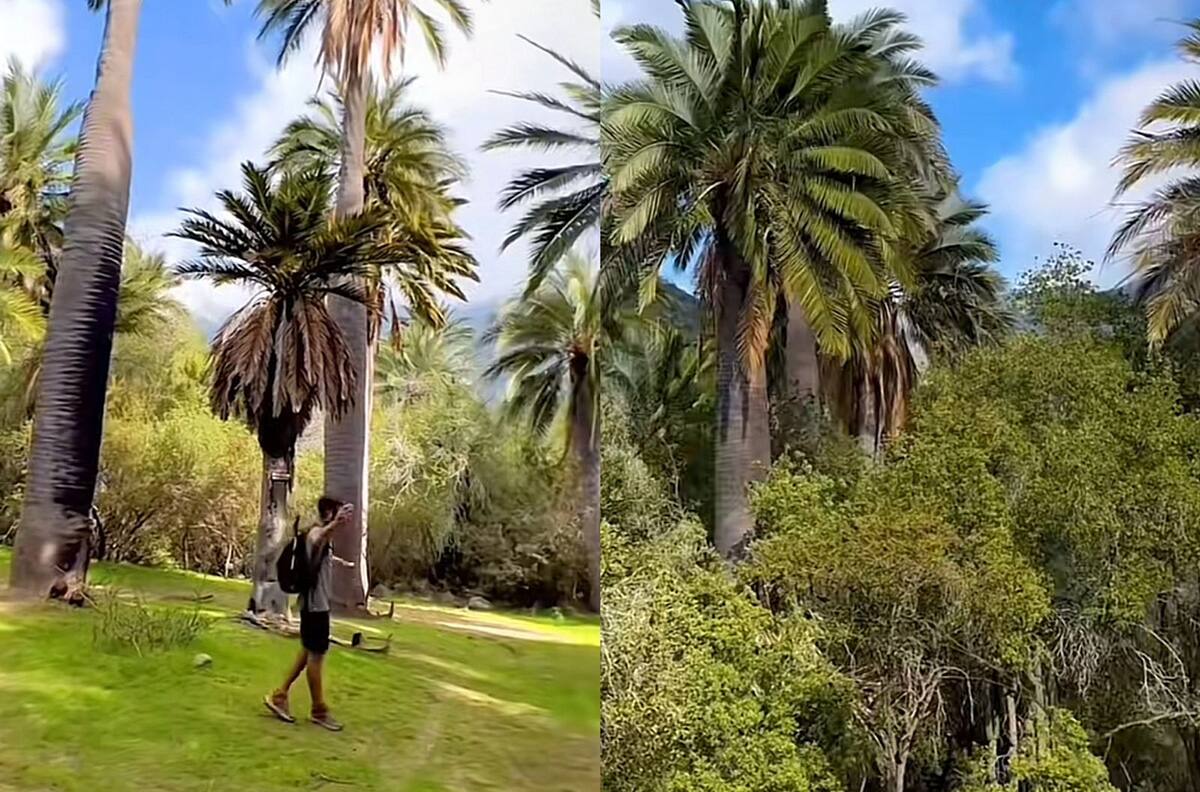 Parque Nacional La Campana: Conoce el lugar ideal para los amantes del trekking