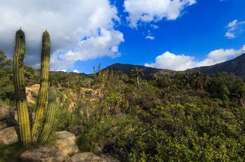 ¿Eres amante del trekking? Visita el Parque Nacional La Campana este verano 2024