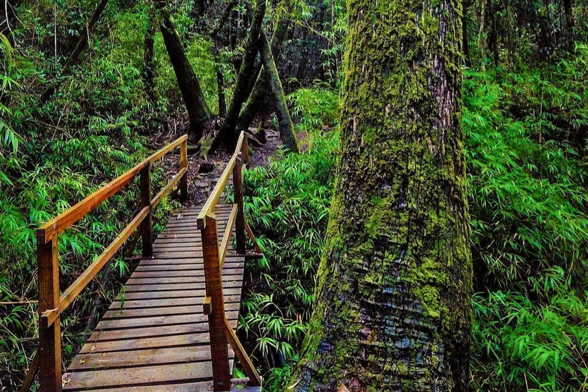 El panorama natural que llama a ser visitado en plena temporada de otoño. Foto: Pases Parques.