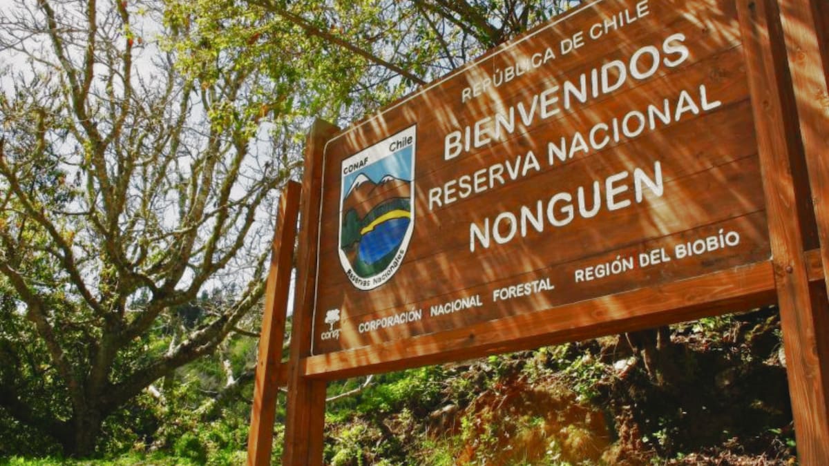 El pulmón verde oculto a solo 20 minutos de Concepción: un santuario de biodiversidad que debes visitar en otoño