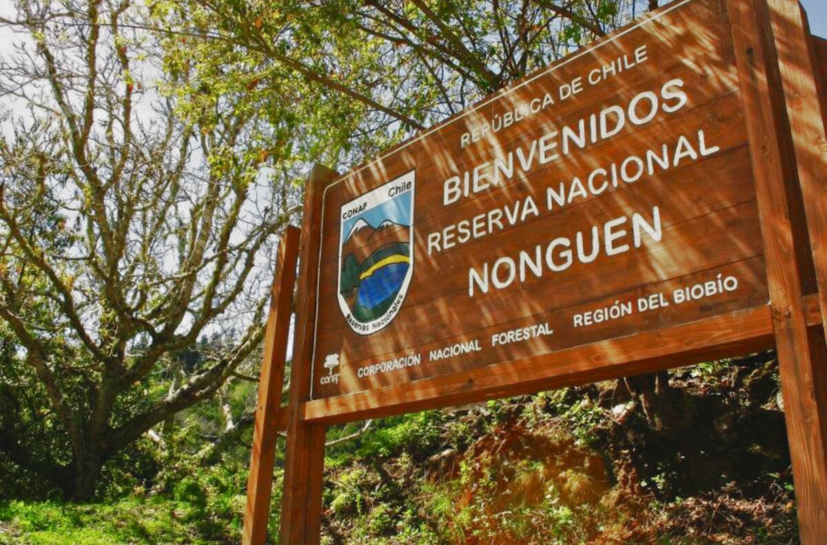 El pulmón verde oculto a solo 20 minutos de Concepción: un santuario de biodiversidad que debes visitar en otoño