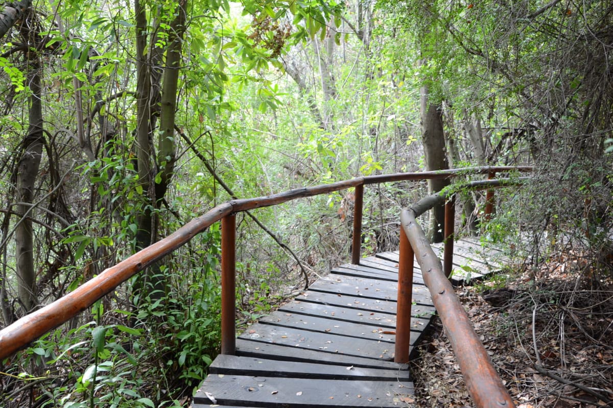 Este panorama natural destaca por la flora y fauna que alberga en el lugar. Además, ofrece zonas de picnic para disfrutar el día en el lugar.