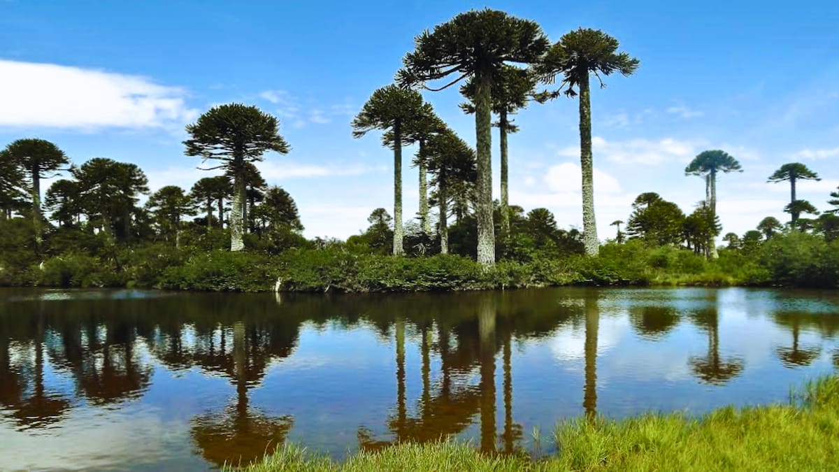 El paraíso de las araucarias y cascadas gigantes: es un parque nacional que encanta en la Región de La Araucanía