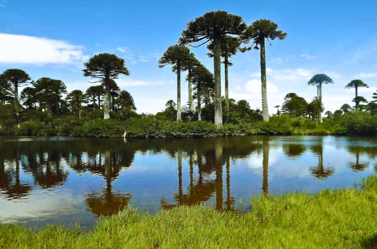 El paraíso de las araucarias y cascadas gigantes: es un parque nacional que encanta en la Región de La Araucanía