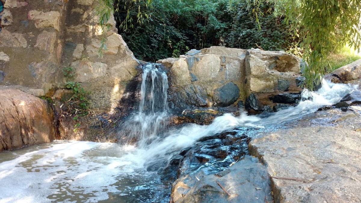 Tiene pozas naturales y un bosque milenario: este parque gratuito es el pulmón verde más grande de Viña del Mar