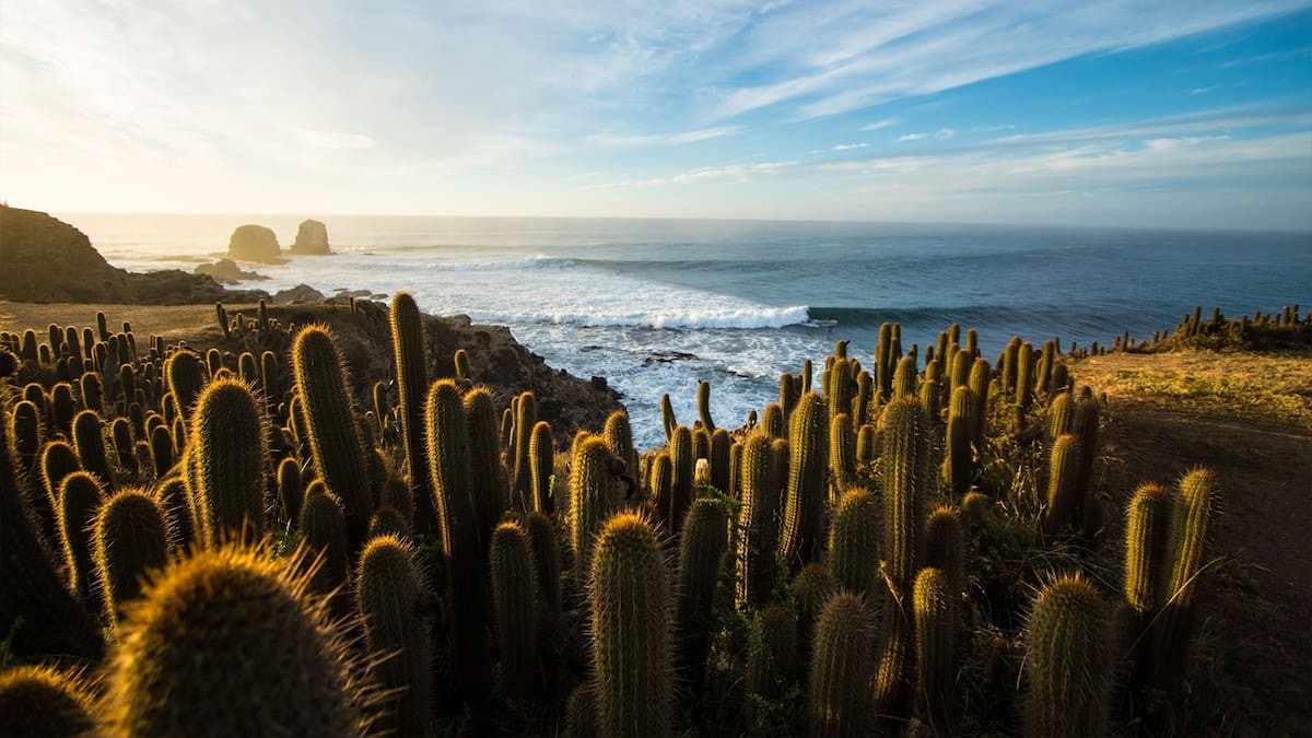 El santuario costero a 3 horas de Santiago que es un pulmón verde con cactus milenarios, acantilados y entrada gratuita