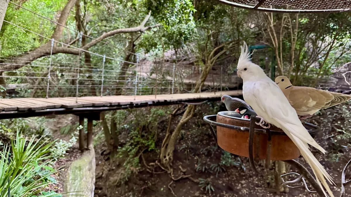 Tiene el aviario más grande de Sudamérica: el pulmón verde de la Región de Valparaíso que es perfecto para desconectarse de la rutina