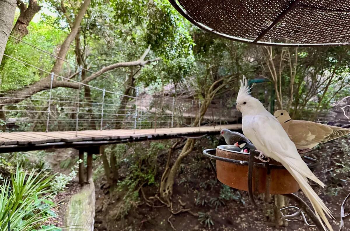 Tiene el aviario más grande de Sudamérica: el pulmón verde de la Región de Valparaíso que es perfecto para desconectarse de la rutina