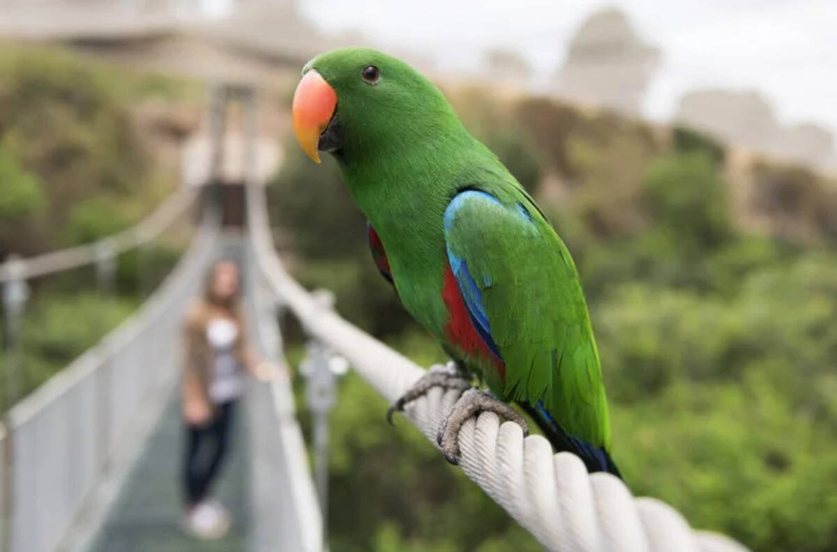 Parque Tricao: ¿Cómo llegar, cuál es el precio y horario de funcionamiento?