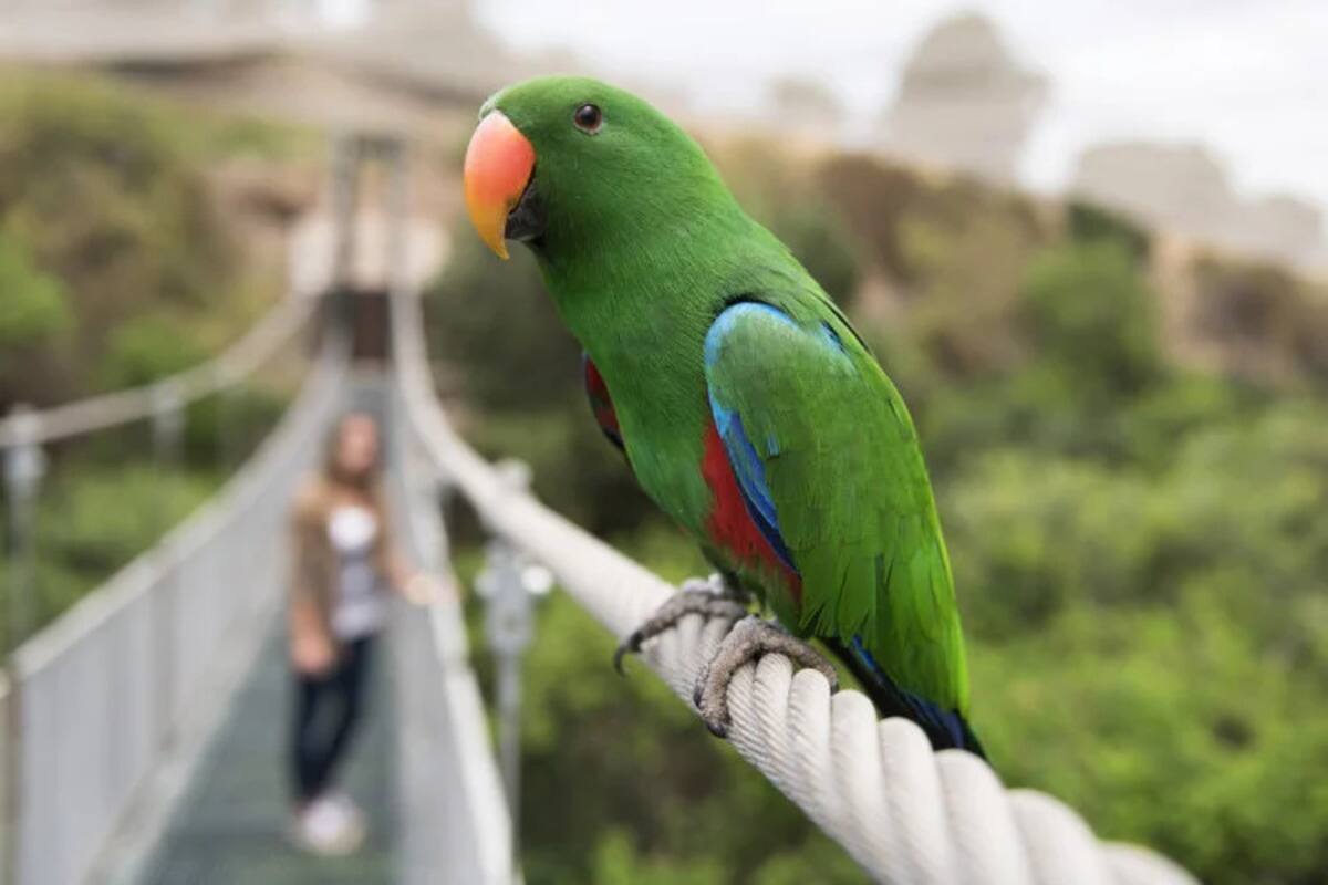 Conoce más de 800 especies volando al aire libre en el Parque Tricao. Créditos: Municipalidad de Santo Domingo.