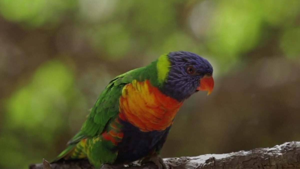 ¡Ideal para este fin de semana! Así es el Parque Tricao: A una hora y media de Santiago y con más de 50 especies de aves