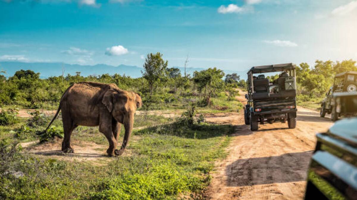 Parque Safari en Rancagua: Horarios, días de funcionamiento y precio de las entradas para este panorama