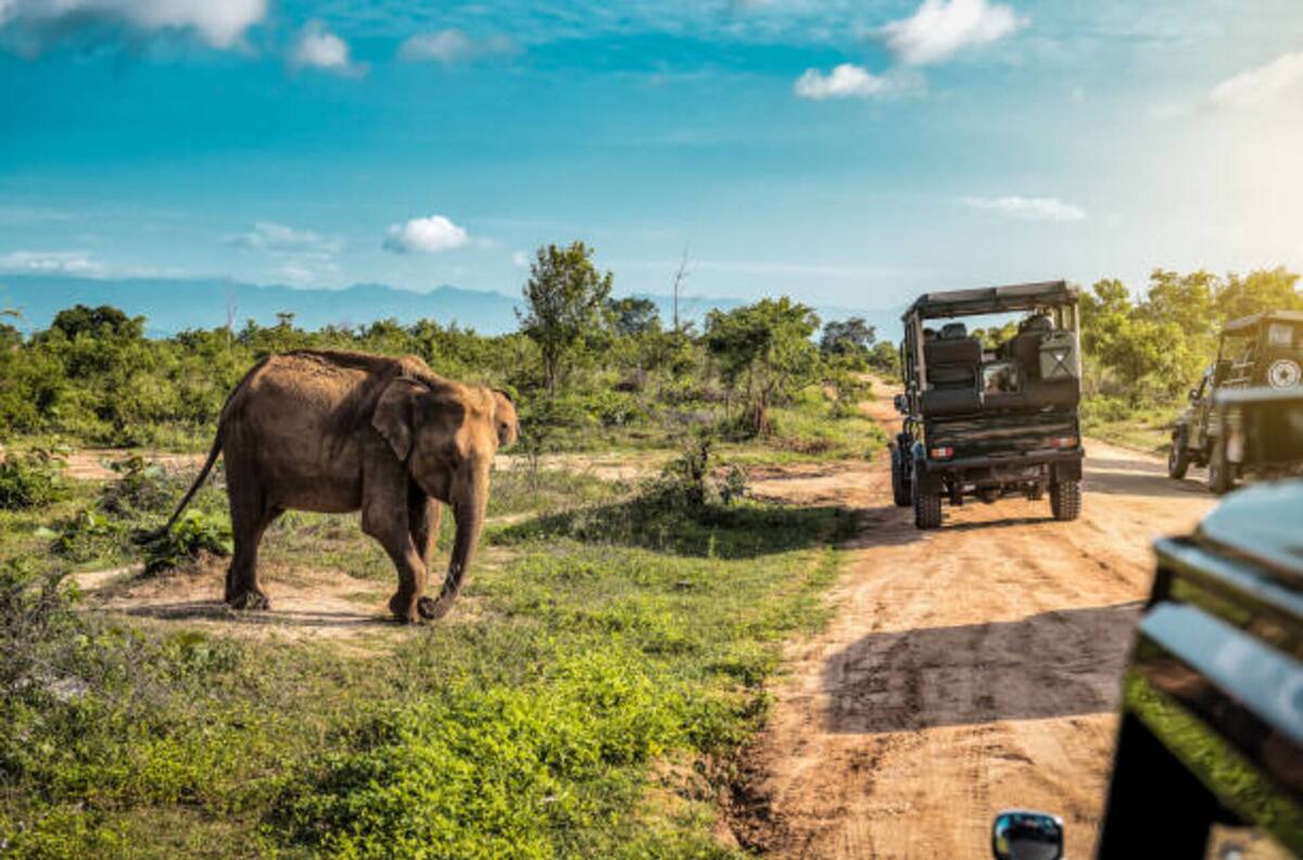 Parque Safari en Rancagua: Horarios, días de funcionamiento y precio de las entradas para este panorama