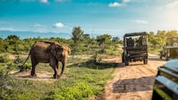 Parque Safari en Rancagua: Horarios, días de funcionamiento y precio de las entradas para este panorama