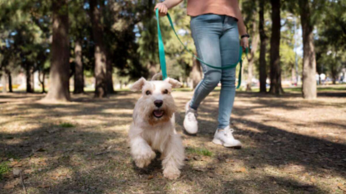 Parquepet 2025: fecha, precio de las entradas y actividades para disfrutar con tu mascota en Santiago