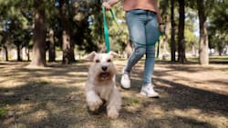 Parquepet 2025: fecha, precio de las entradas y actividades para disfrutar con tu mascota en Santiago