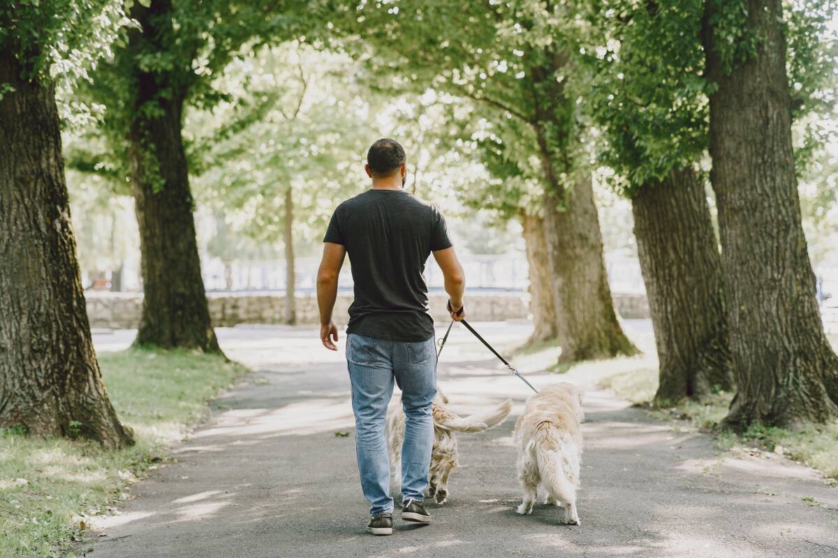 Según el análisis realizado por Harvard, caminar es una de las formas más fáciles de cuidar nuestra salud. Créditos: Freepik.