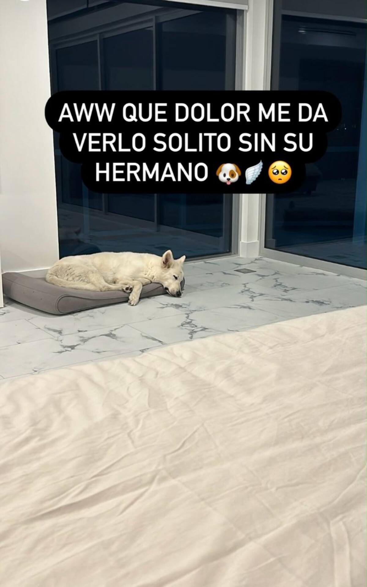 Paula Pavic lamenta la pérdida de su perro.
