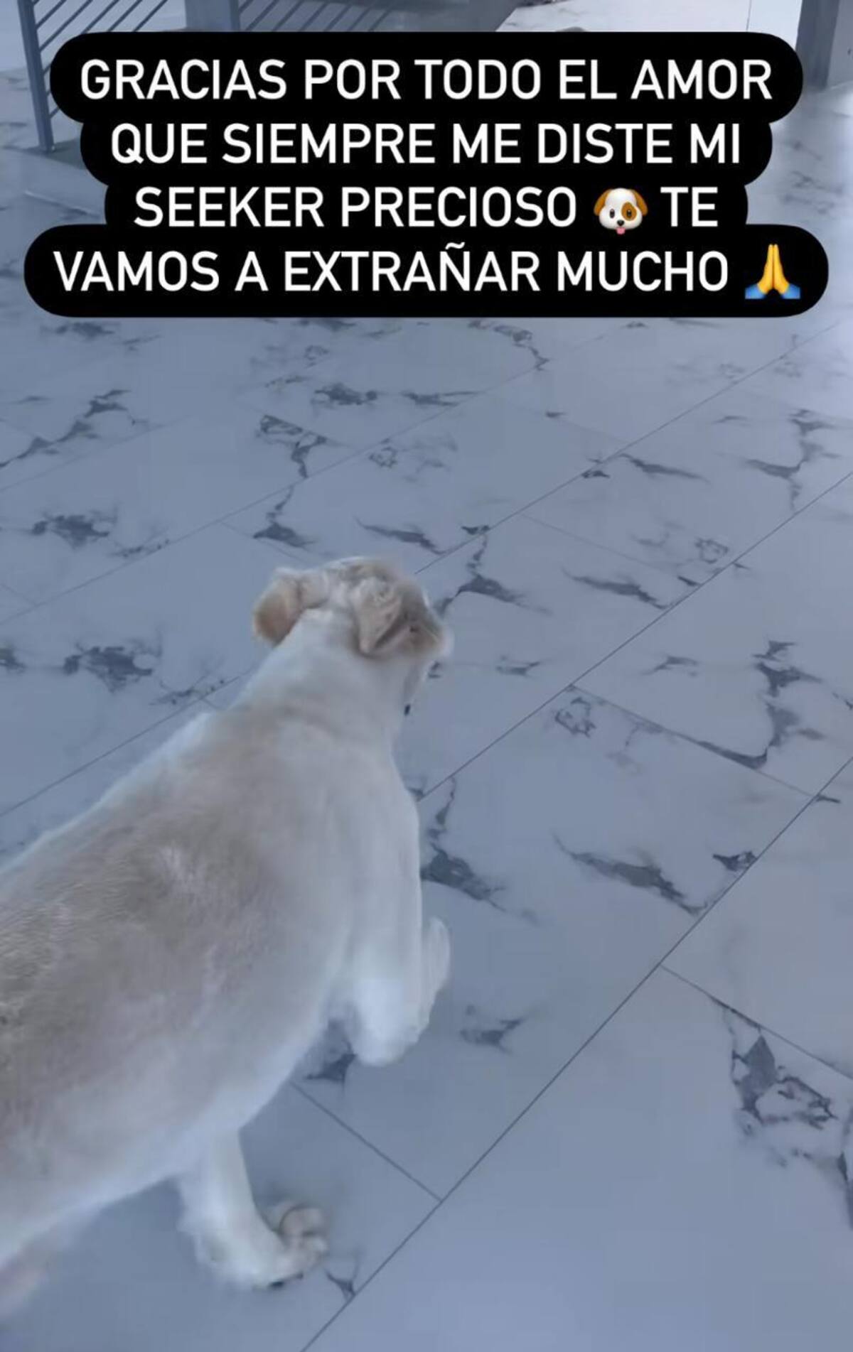 Paula Pavic lamenta la pérdida de su mascota.
