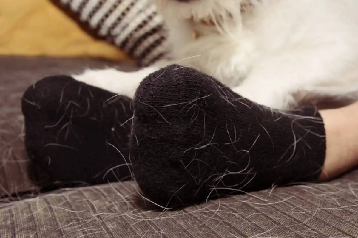 Nuestros peluditos son expertos en dejar su amor en nuestra ropa. Para eliminar sus pelitos, podemos usar productos que tenemos en casa. Créditos: Climatetrade.