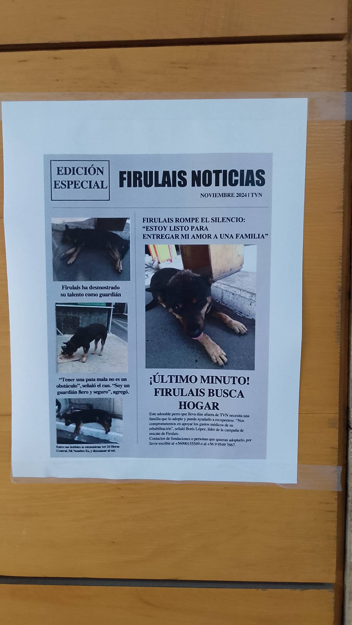 Piden ayuda para encontrar hogar temporal a perrito vagabundo.