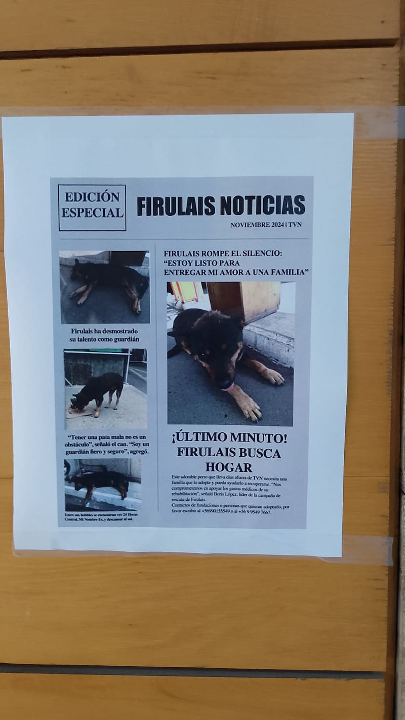 Piden ayuda para encontrar hogar temporal a perrito vagabundo.