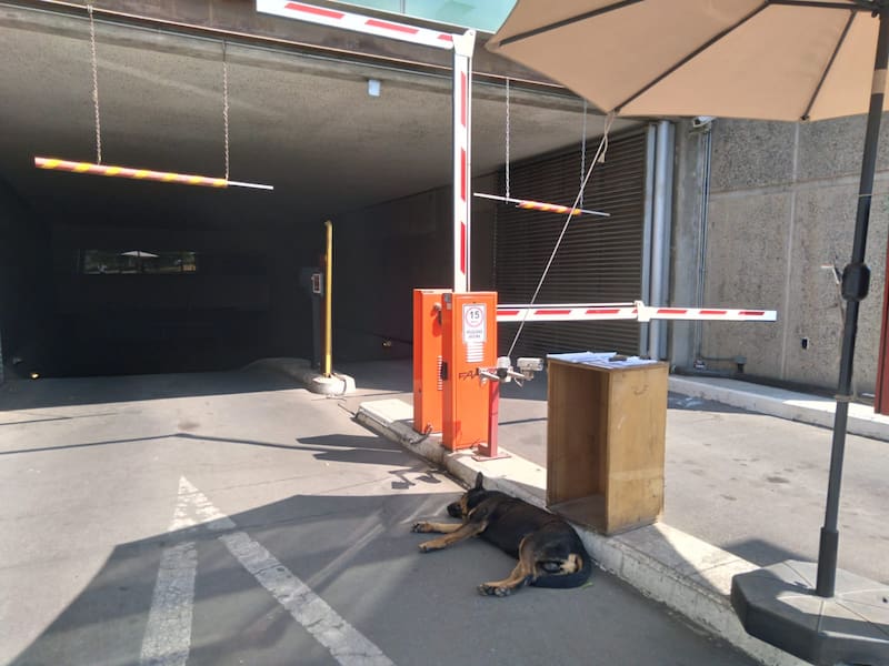 Sebastián Jiménez pide ayuda para encontrar hogar temporal a perrito.