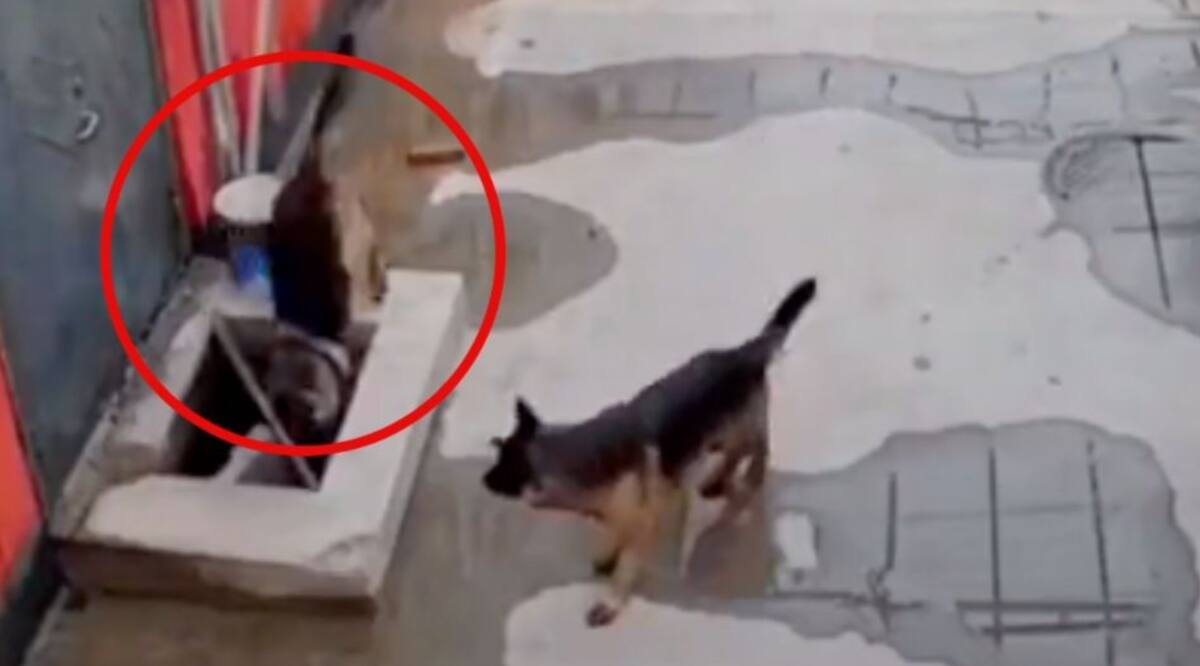 El perro actuó con inteligencia para salvar a su amigo.