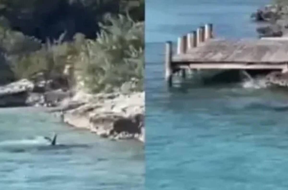 VIDEO | Perrito enfrenta a tiburón martillo y resulta ileso