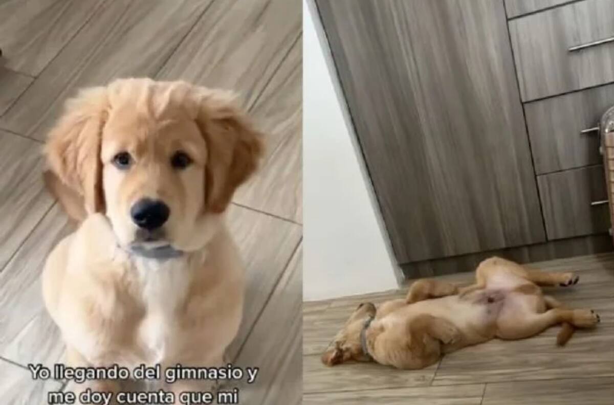 Perro toma pastillas para dormir y se hace viral | VIDEO