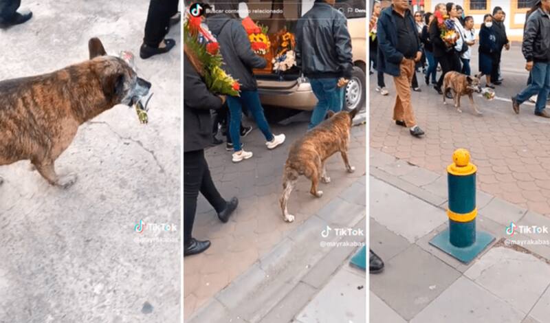 El animalito conmovió a los asistentes con su noble gesto.