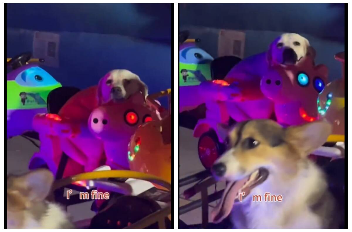 VIDEO | Estos perritos disfrutando de un juego mecánico enternece las redes