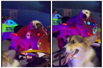 VIDEO | Estos perritos disfrutando de un juego mecánico enternece las redes
