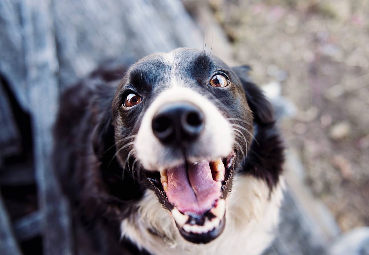 Los perros también son capaces de secretar lágrimas emocionales.