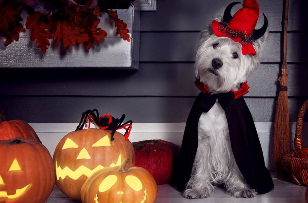 10 ideas para disfrazar a tu mascota este Halloween
