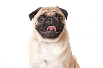 “Perro volador” se lanza del carro en movimiento y se vuelve viral en TikTok