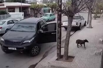 VIDEO | Insólito accidente: un perro subió a una camioneta y la chocó contra una casa