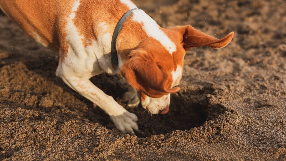 Si a tu perro le gusta enterrar su comida, esta es la VERDADERA razón por la que lo hace