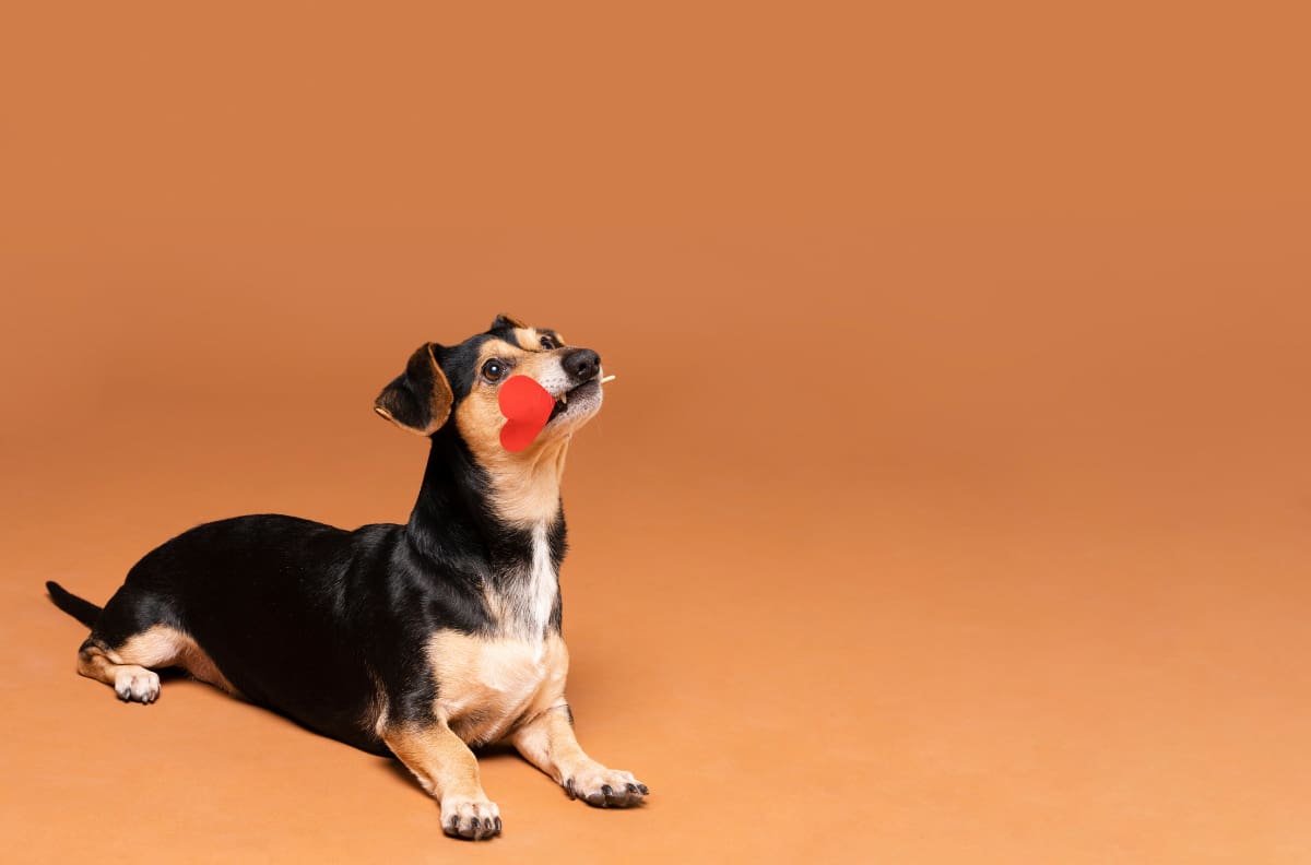 Este es el alimento que tu perro NUNCA debe comer crudo, según expertos
