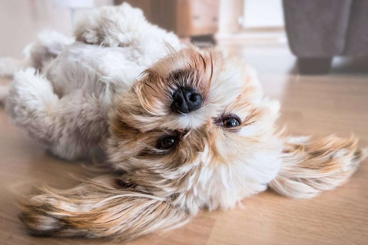 Siempre es importante poner atención a los distintos comportamientos de nuestros perros.