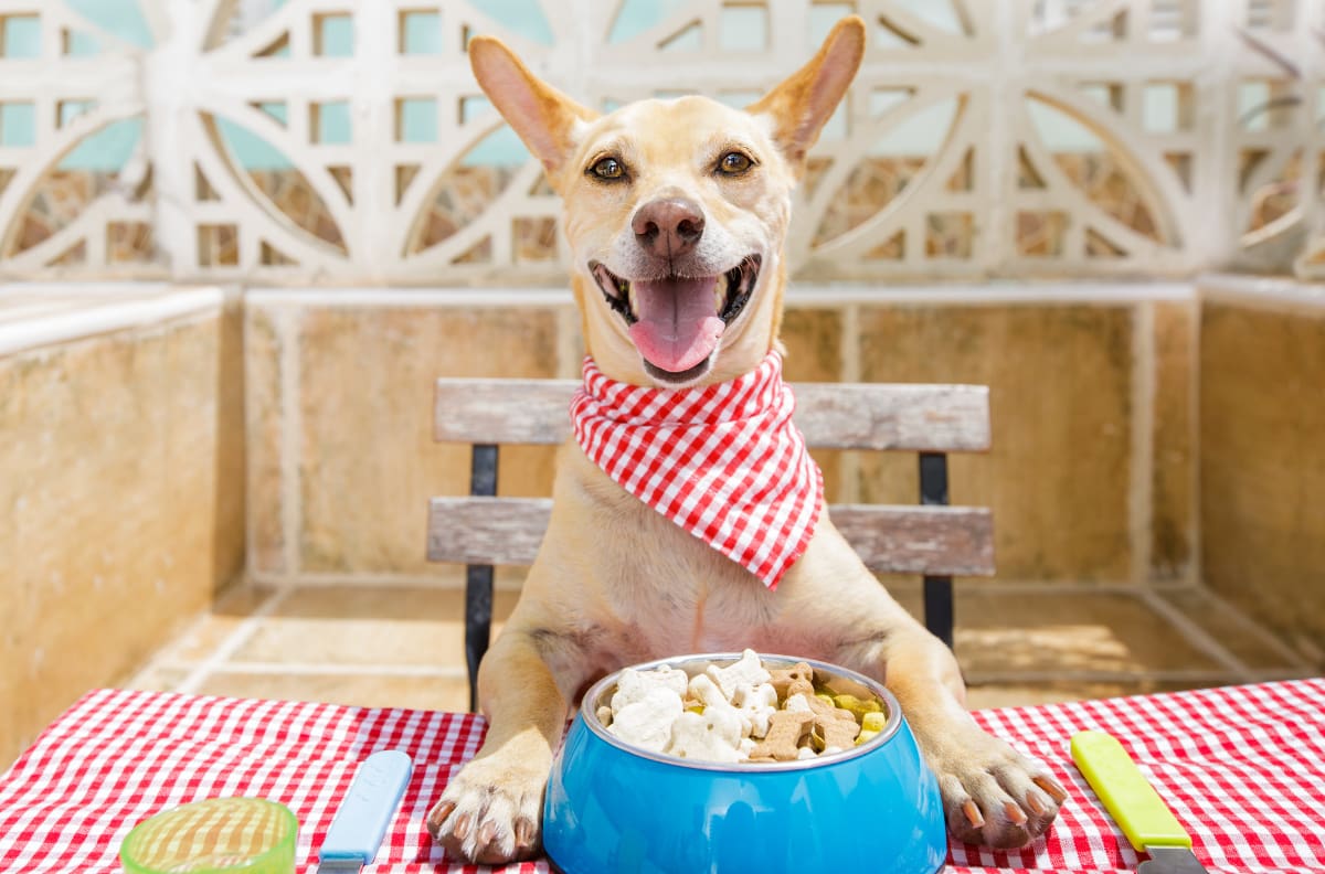 Estos son los horarios en los que debería comer tu perro para estar saludable