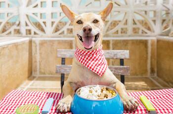 Estos son los horarios en los que debería comer tu perro para estar saludable